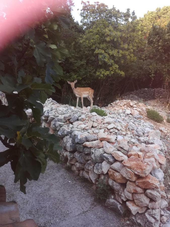Apartman Legac Starigrad  Buitenkant foto